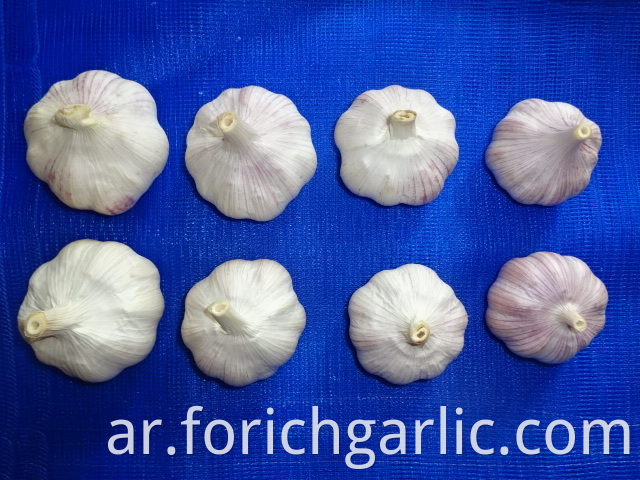 Normal White Garlic